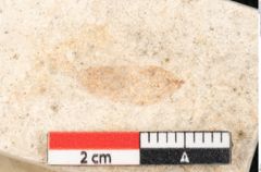 Foto (Detailansicht) von Podogonium knorrii Heer (NHMW-GEO-2024-0188-8193)